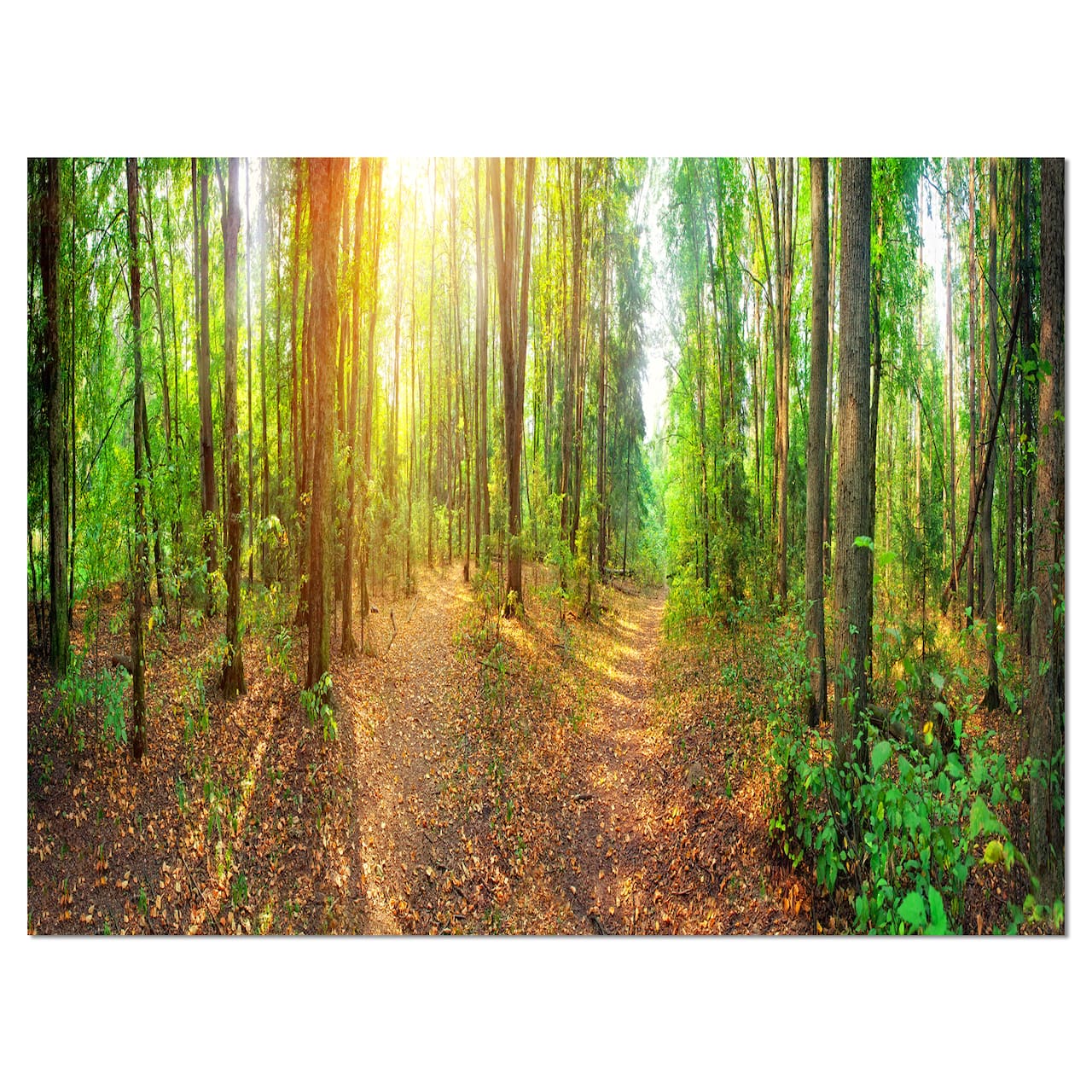 Designart - Dense Forest Panorama - Landscape Canvas Art Print